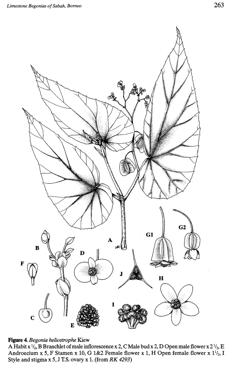B. heliostrophe